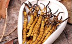Kinh Nghiệm Chọn Mua Đông Trùng Hạ Thảo Và Địa Chỉ Bán Uy Tín Số 1