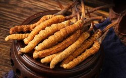 Top 10+ Tác Dụng Của Đông Trùng Hạ Thảo Và Địa Chỉ Mua Uy Tín